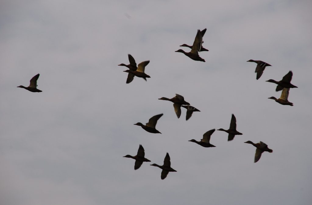 Открывается сезон охоты на утку 2016