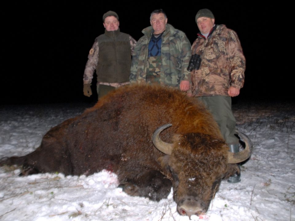 Охота на зубра в Беларуси