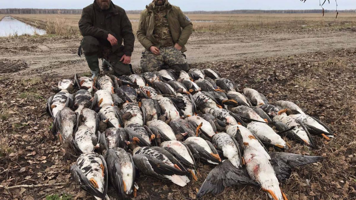 История одной охоты...