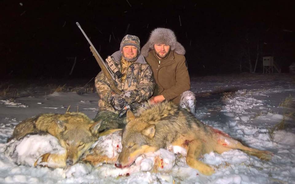 Охота на волка на приваде в Республике Беларусь 2018