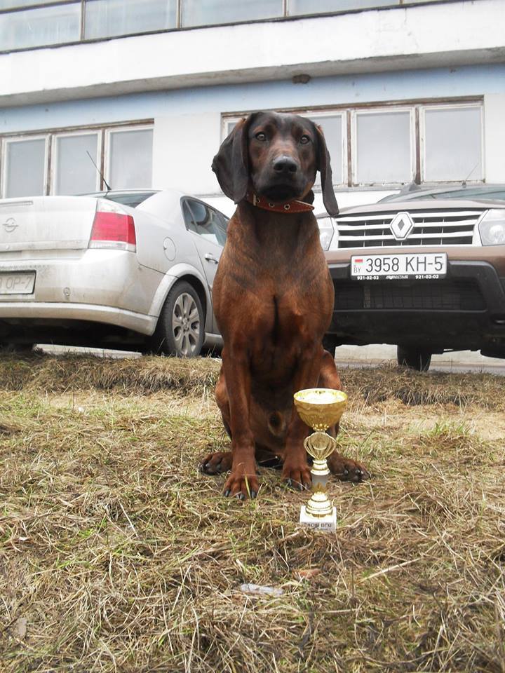 ШКОЛА НАТАСКИ СОБАК по кровяному следу